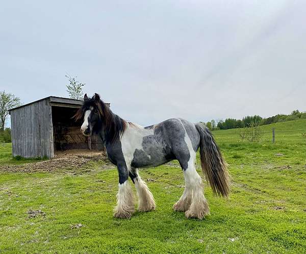 gypsy-vanner-colt