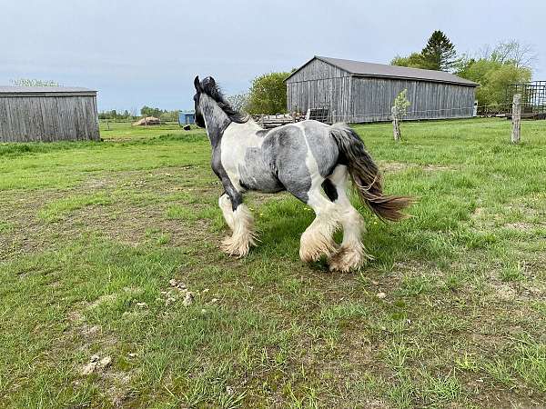 gypsy-vanner-horse-for-sale