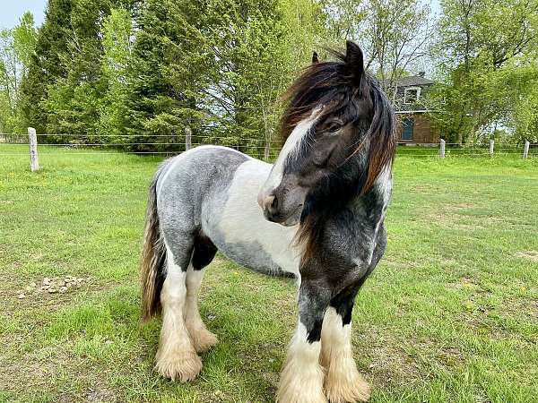 gypsy-vanner-horse