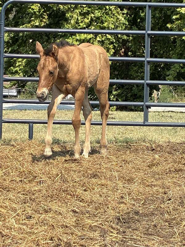 calf-roping-quarter-horse