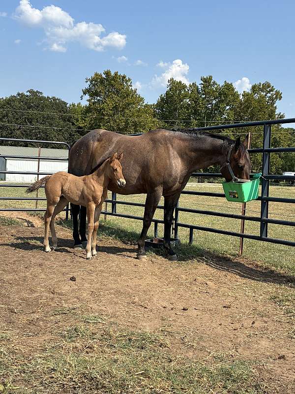 cowboy-mounted-shooting-quarter-horse