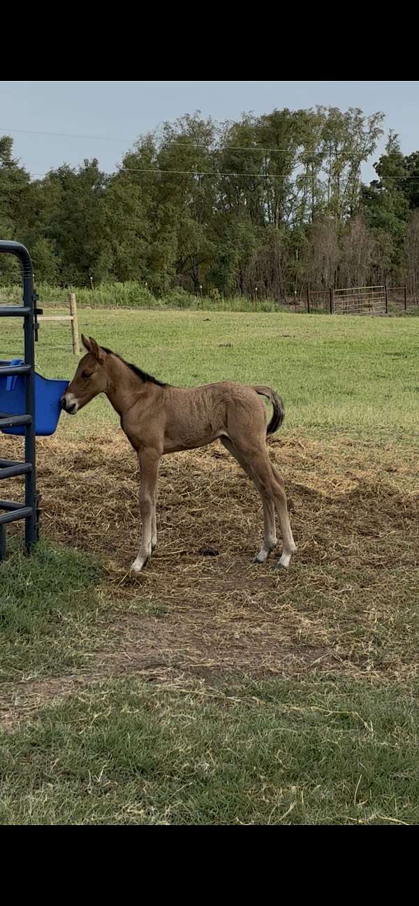 cutting-prospect-quarter-horse