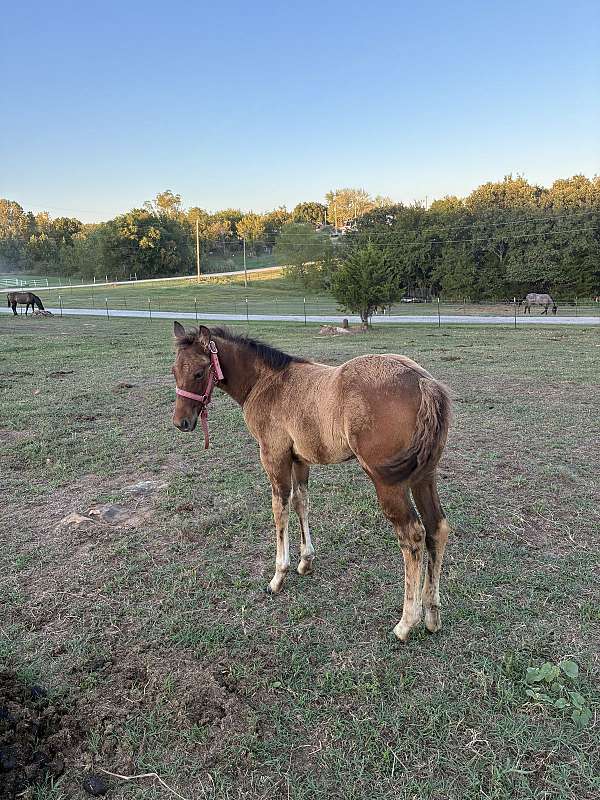 aqha-dun-filly