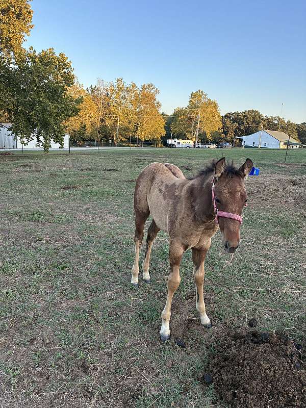 aqha-quarter-horse