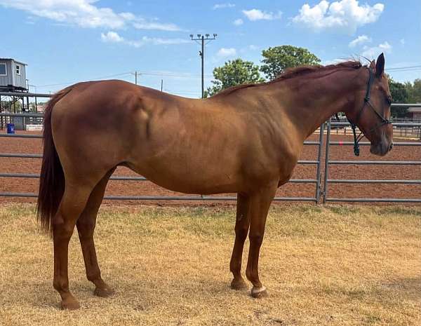 all-around-thoroughbred-horse