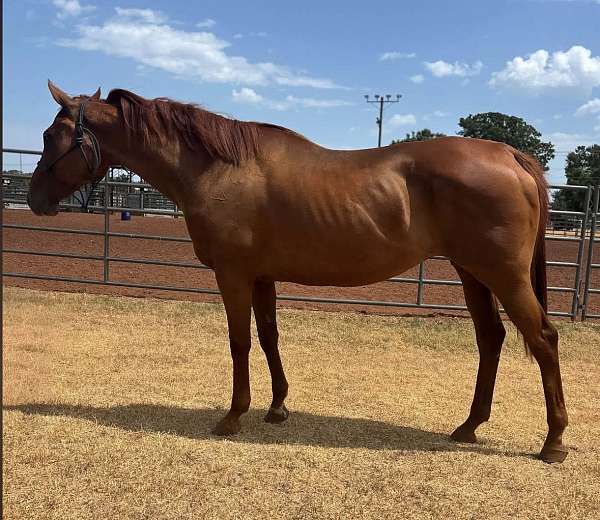 sorrel-ridden-we-horse
