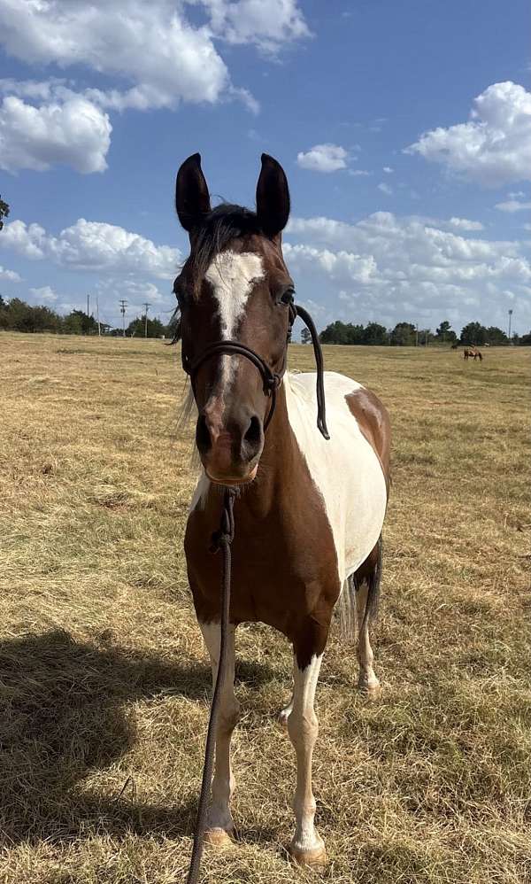 pacing-pony