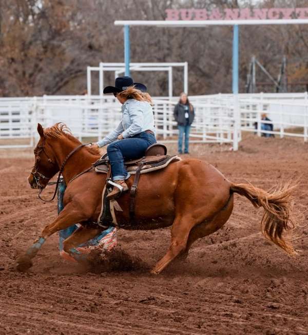 athletic-quarter-horse