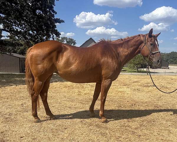 all-around-quarter-horse