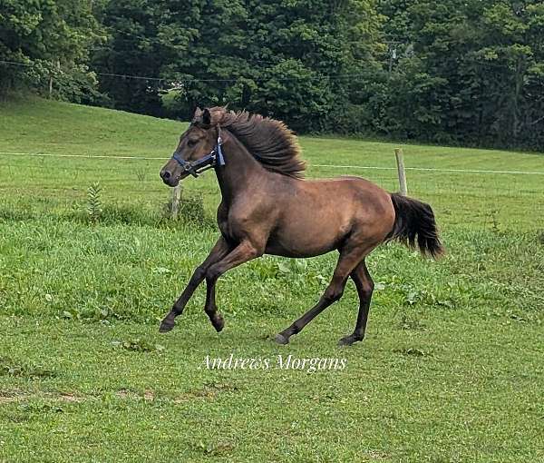 12-hand-morgan-gelding