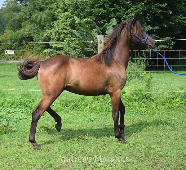 black-morgan-gelding-yearling