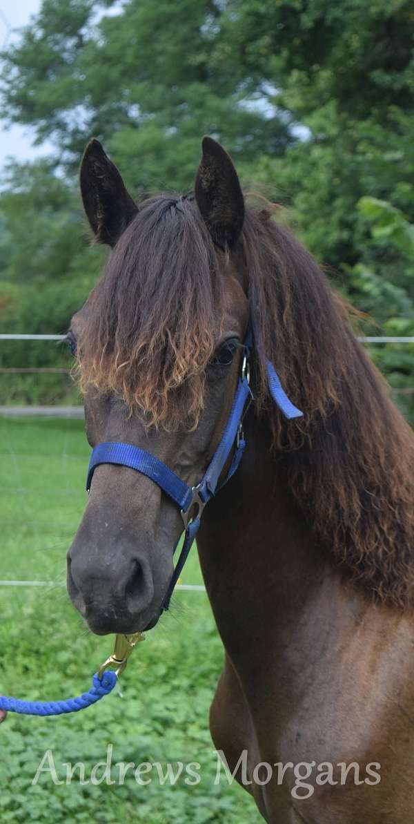 morgan-gelding-yearling
