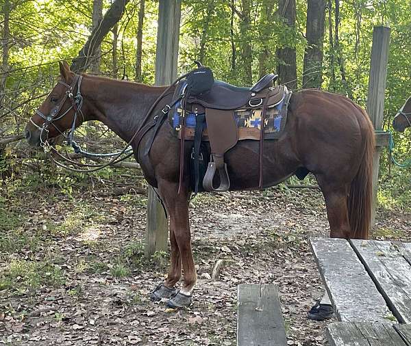 beginner-quarter-horse
