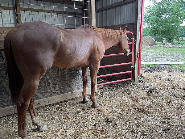 ridden-western-quarter-horse