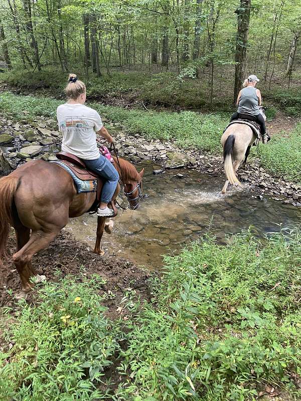 husband-safe-quarter-horse