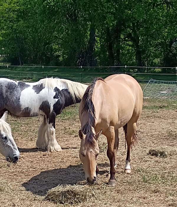 quarter-horse-for-sale