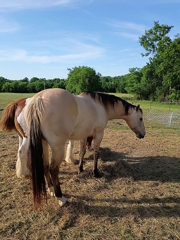 quarter-horse-mare