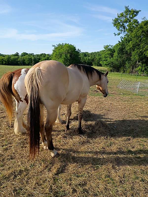 quarter-horse