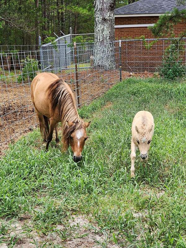 diva-miniature-horse