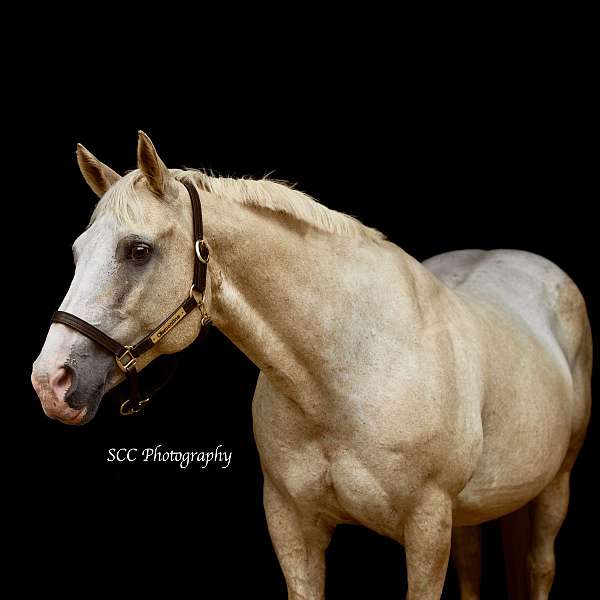 blue-eye-roan-horse