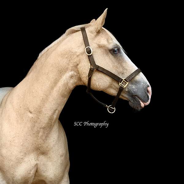 palomino-chrome-blaze-horse