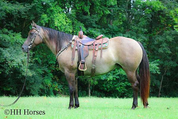 grulla-trail-class-co-horse