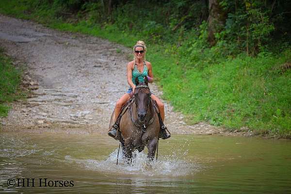 all-around-quarter-horse