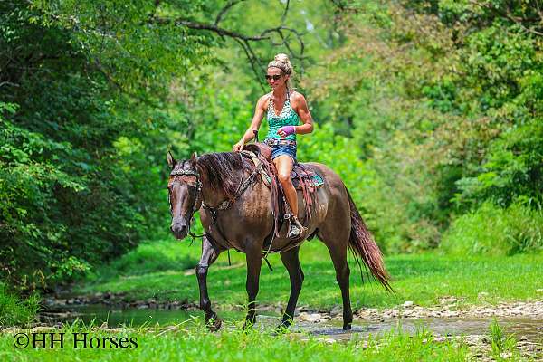 athletic-quarter-horse