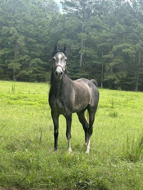 arabian-horse