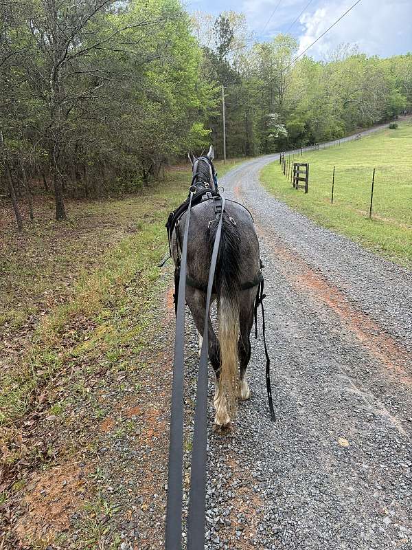 attention-arabian-horse