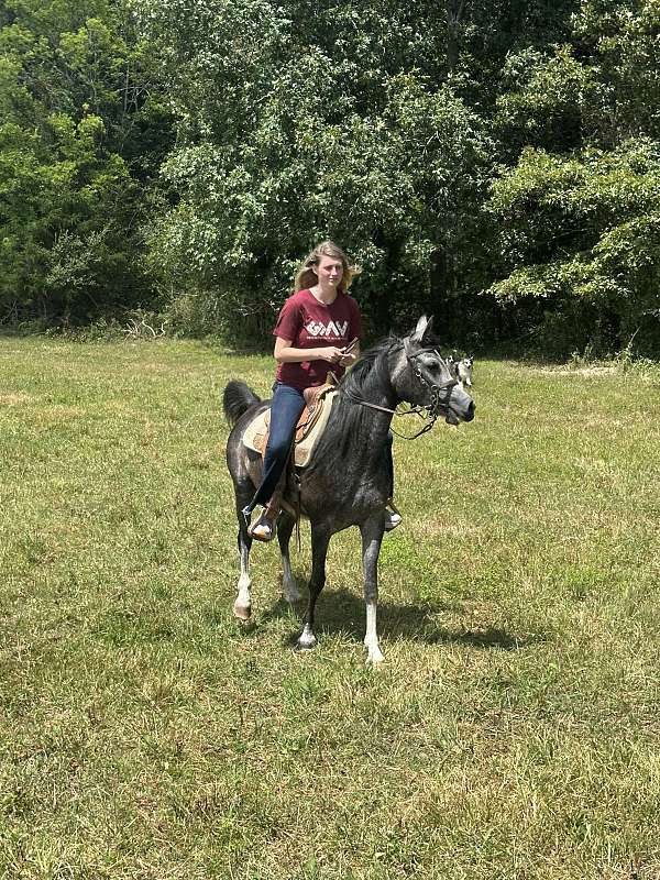 beginner-safe-arabian-horse