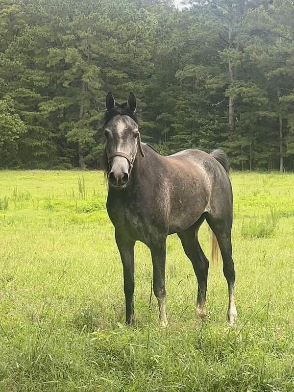 beginner-safe-kid-pony-arabian-horse
