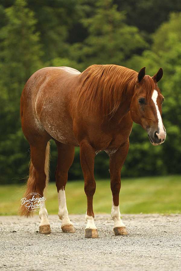 all-around-quarter-horse