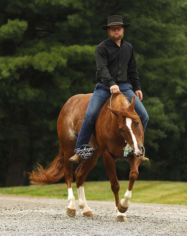 athletic-quarter-horse