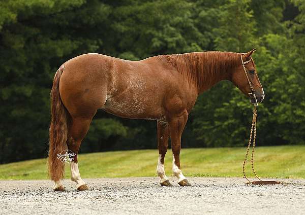 sorrel-4-white-socks-blaze-horse