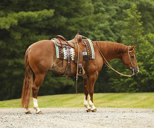 calf-roping-quarter-horse