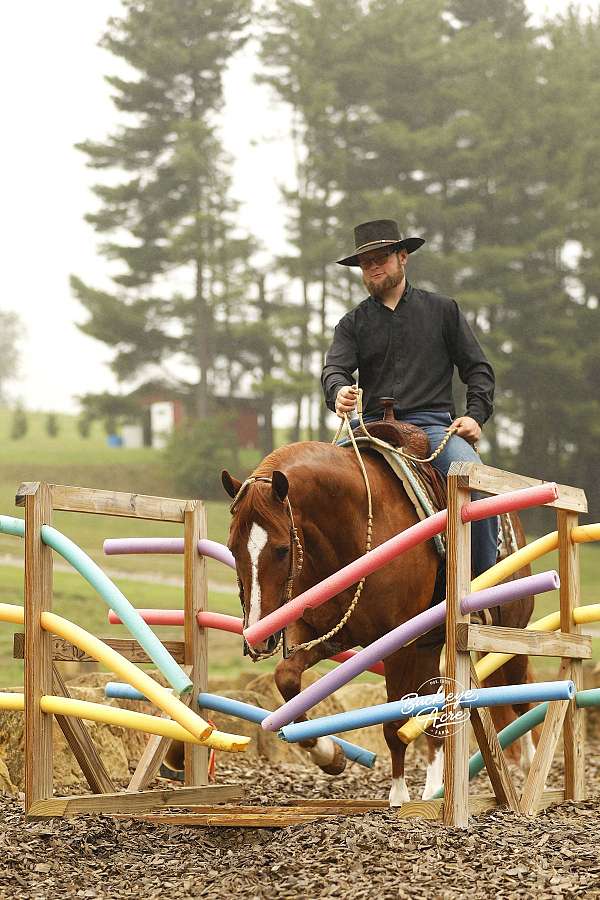 companion-quarter-horse