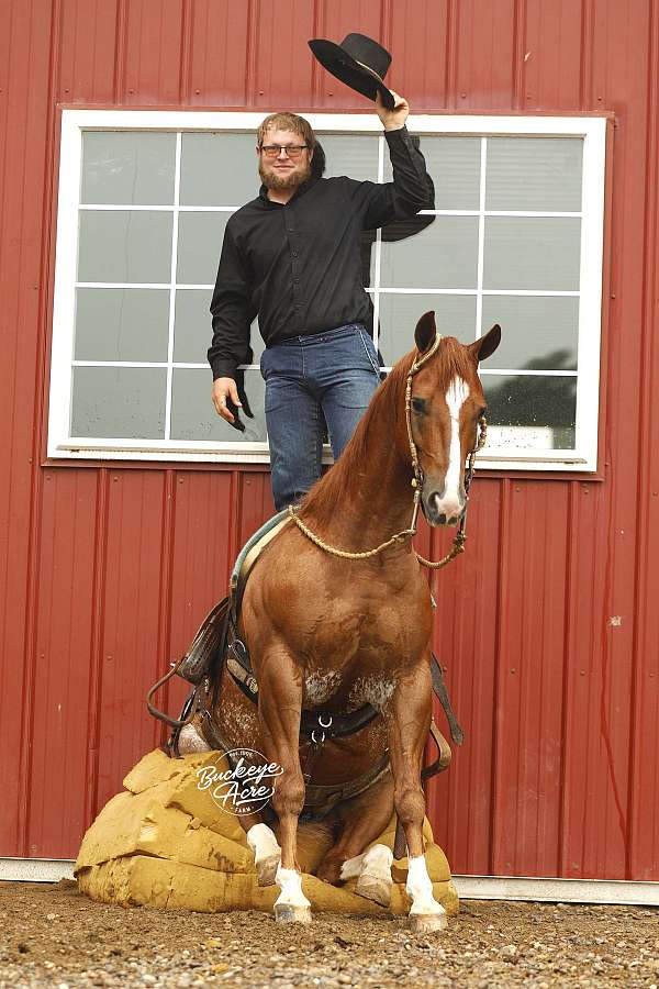finished-quarter-horse