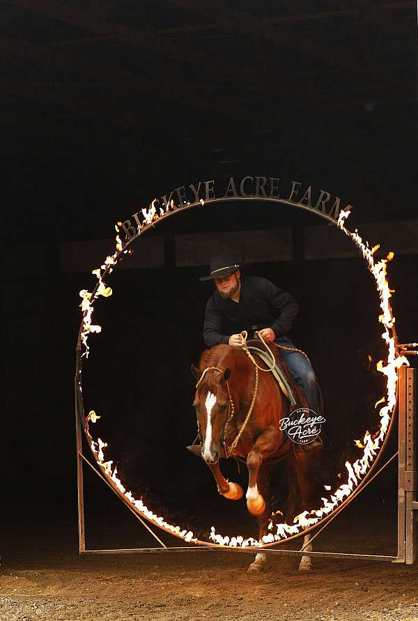 flashy-quarter-horse