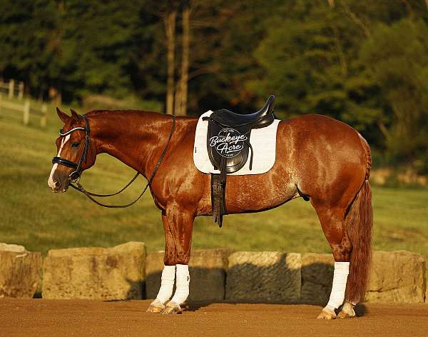 husband-safe-quarter-horse