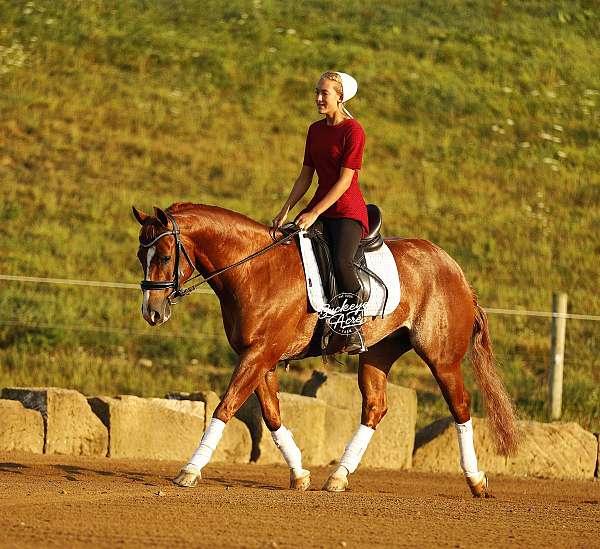 jumper-quarter-horse