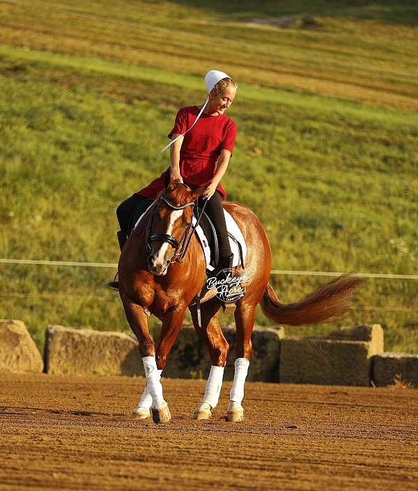 jumping-quarter-horse