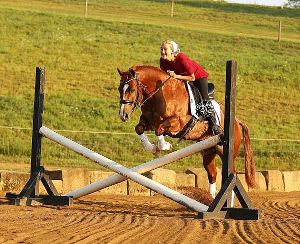 kid-safe-quarter-horse