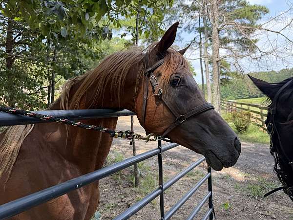 beautiful-stallion-arabian-horse