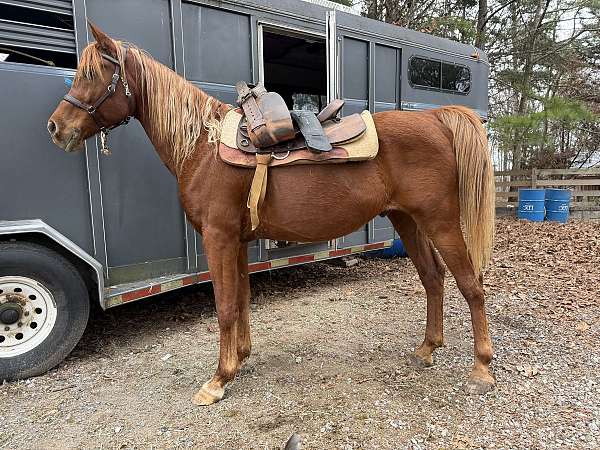 traffic-arabian-horse