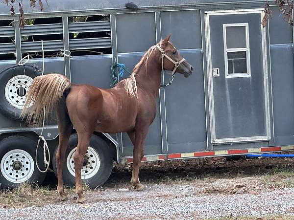 no-problems-stallion