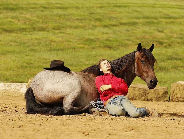 all-around-quarter-horse