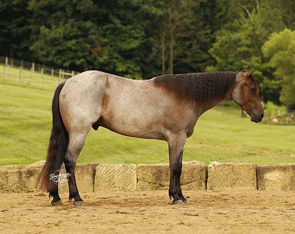 beginner-quarter-horse