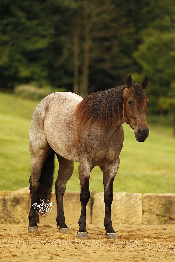 companion-quarter-horse