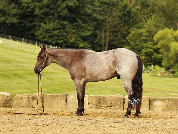 athletic-quarter-horse